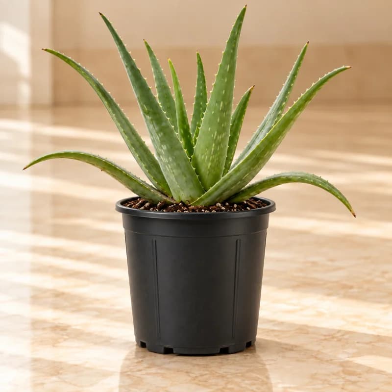 Aloe Vera