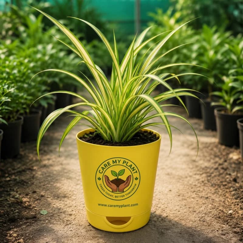 Spider Plant