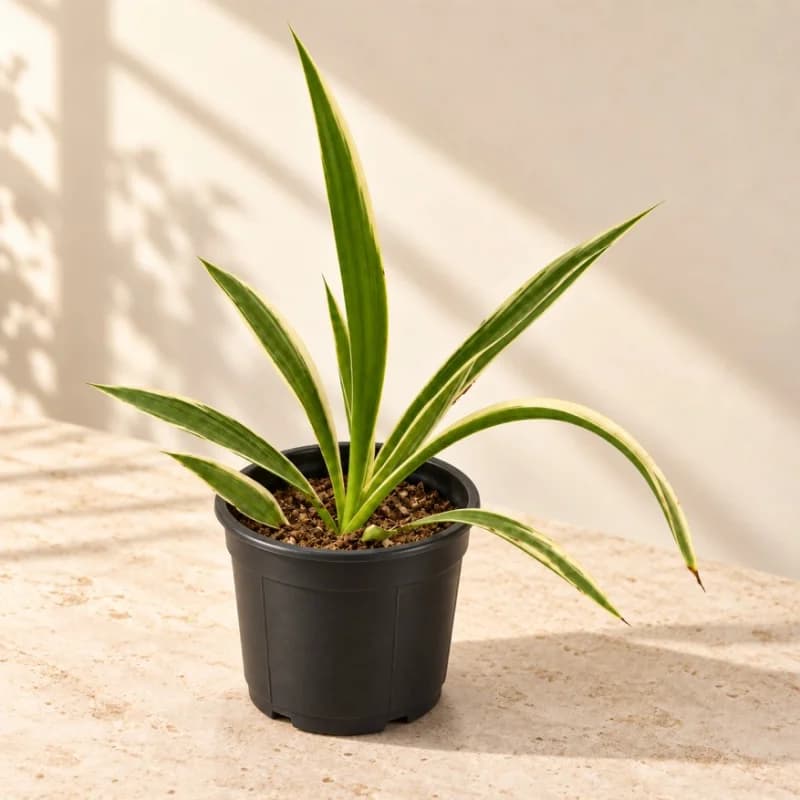Spider Plant