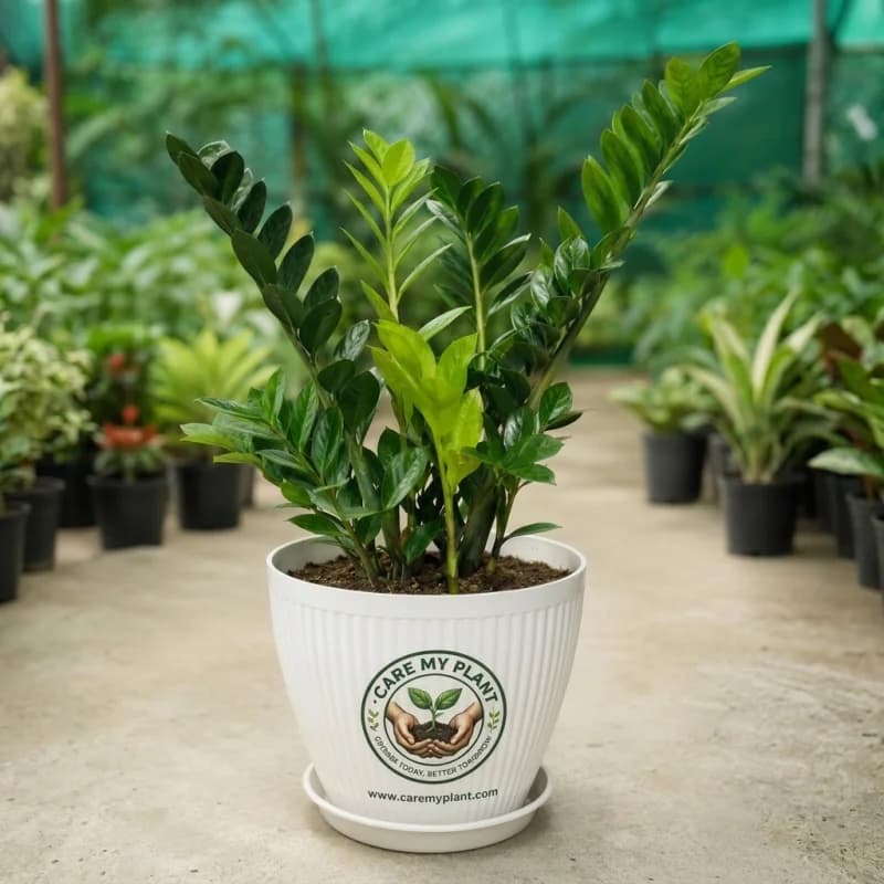 ZZ Plant