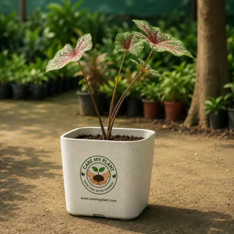 Caladium White Queen