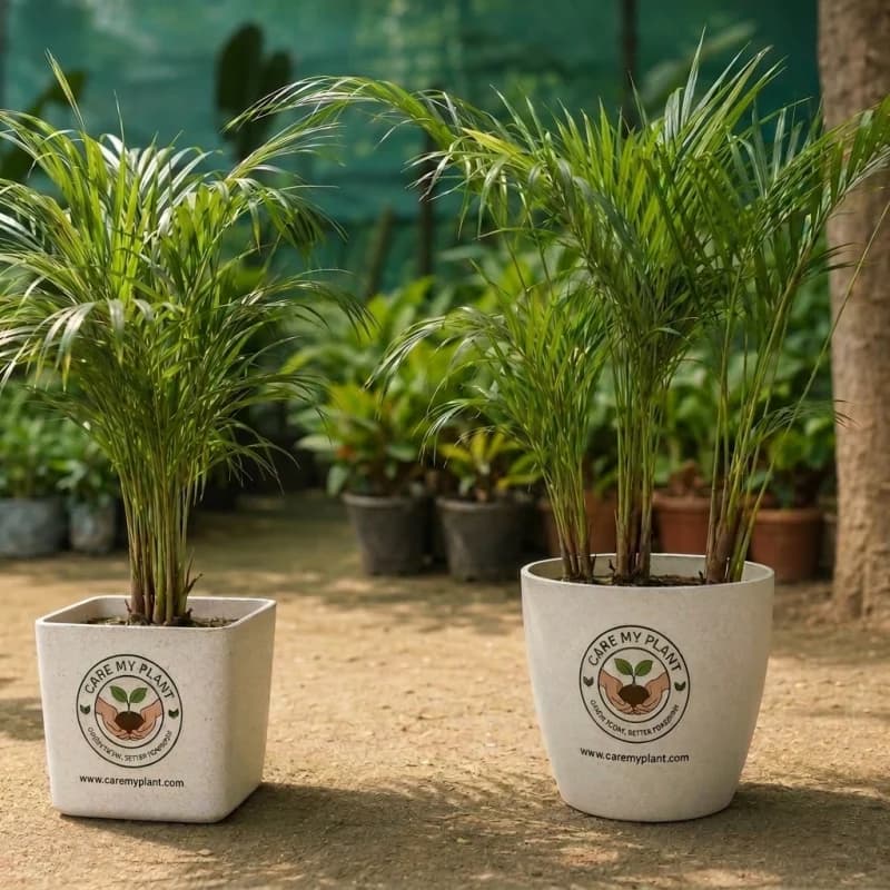 Areca Palm