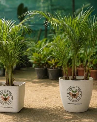 Areca Palm