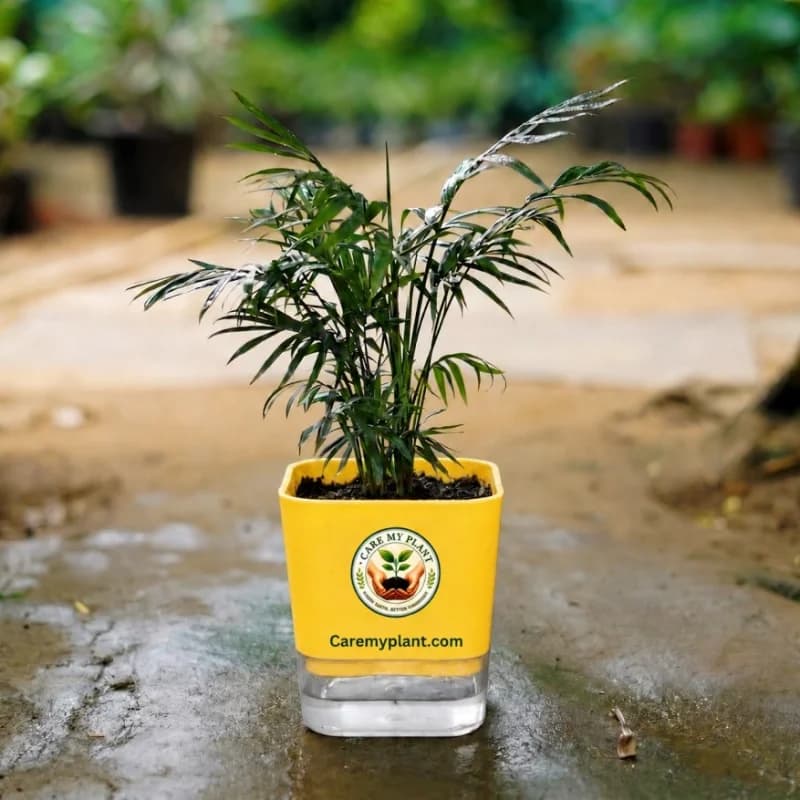 Lucky Bamboo