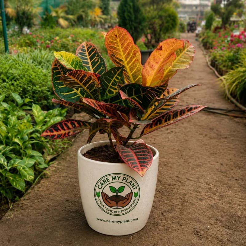 Croton Petra