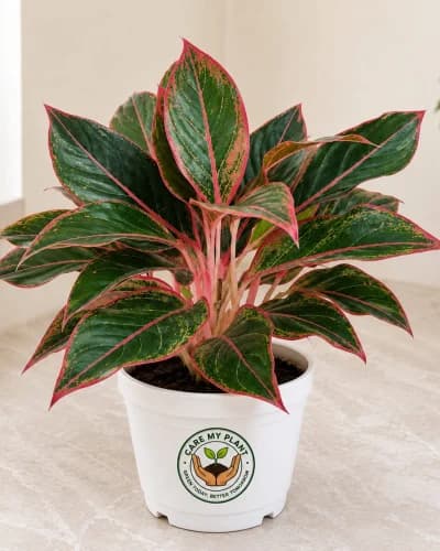 Aglaonema Red Lipstick