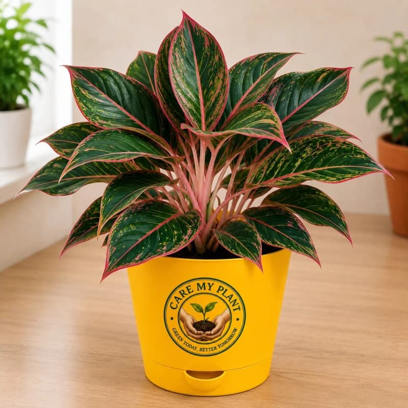 Aglaonema Red Lipstick