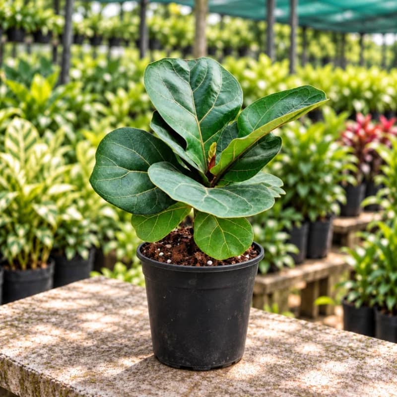 Fiddle Leaf Fig