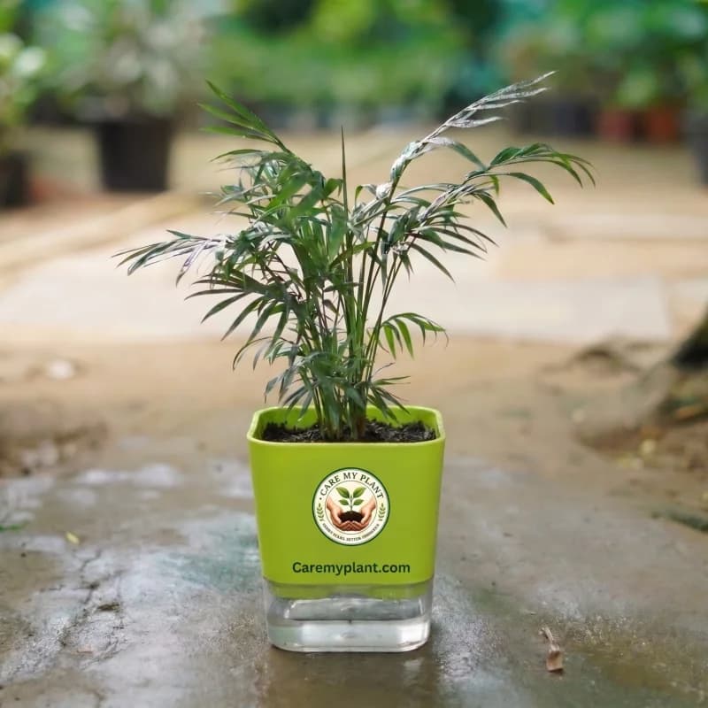 Parlor Palm