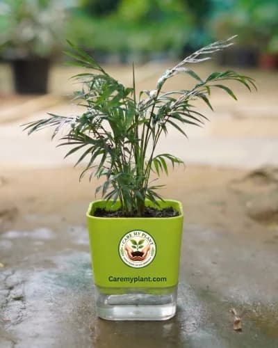 Parlor Palm