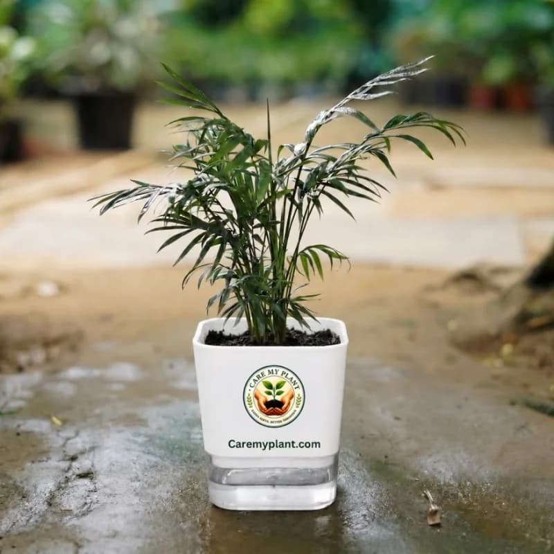 Parlor Palm