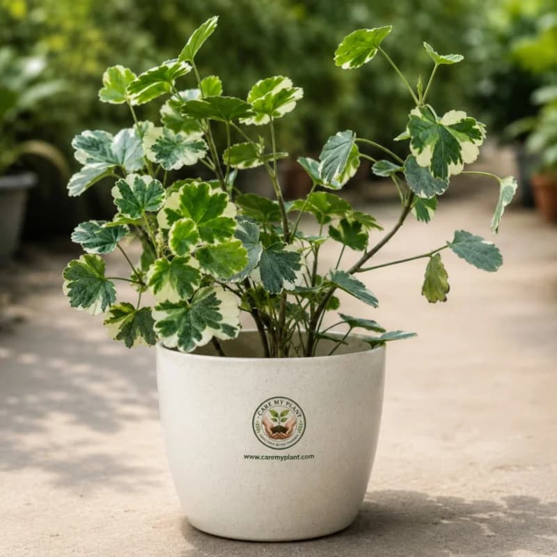 Variegated Balfour Aralia