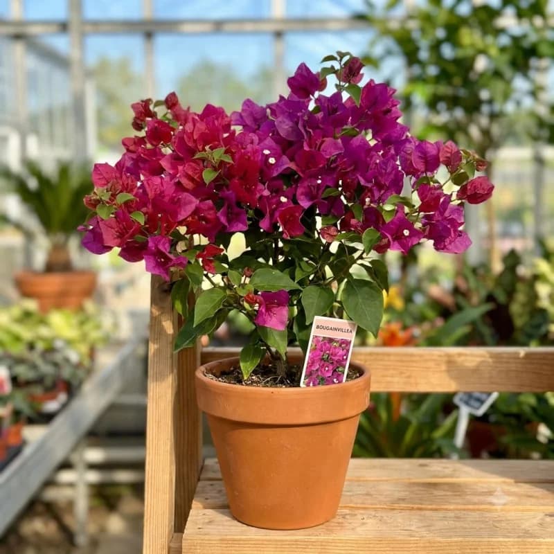 Bougainvillea