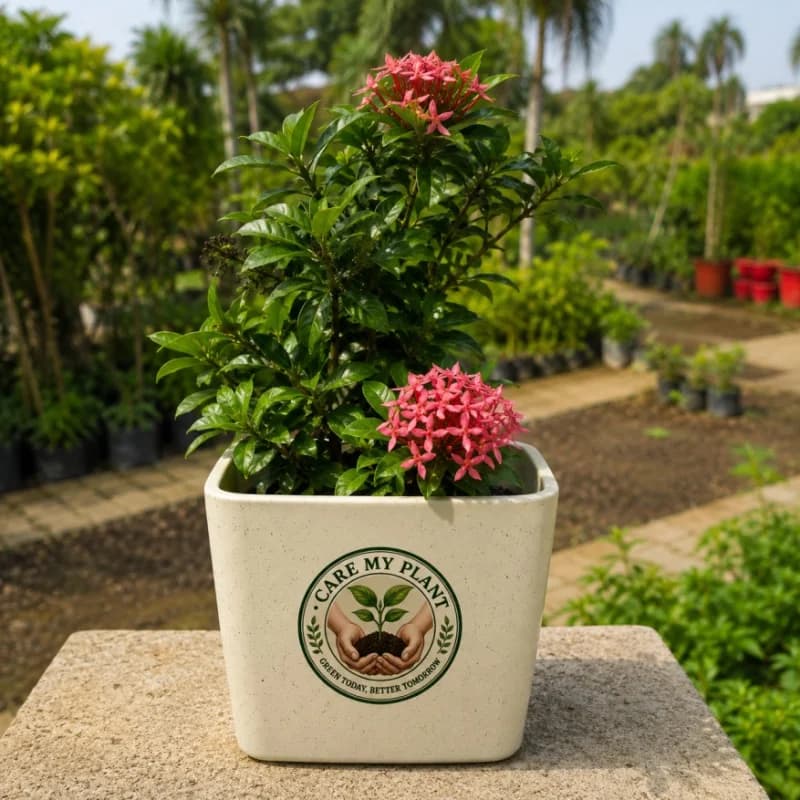 Ixora