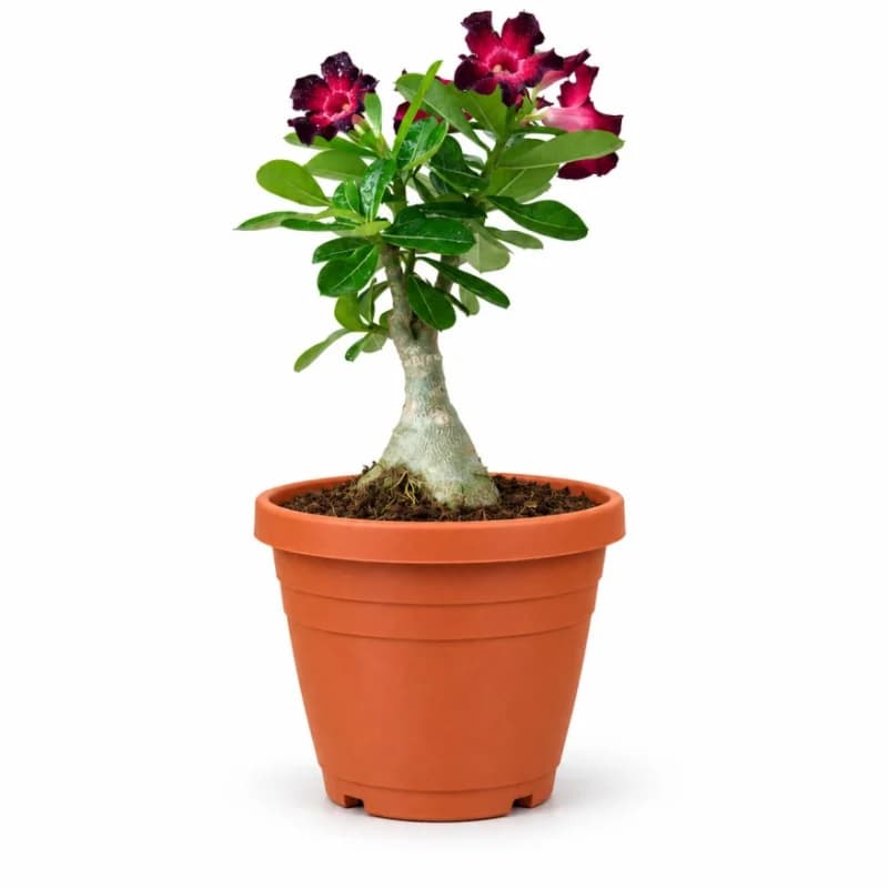 Adenium Desert Rose
