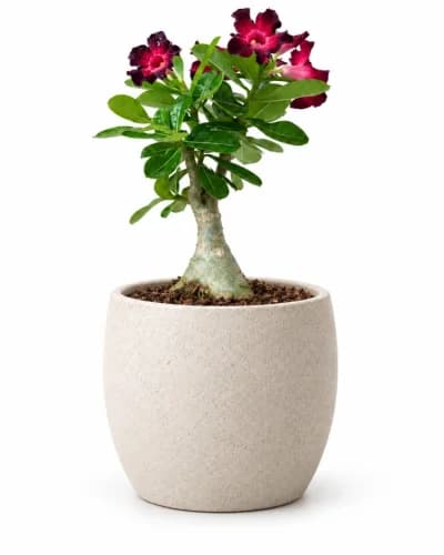 Adenium Desert Rose