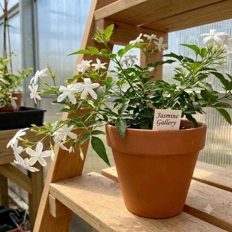 Jasmine