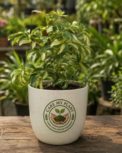 Variegated Schefflera