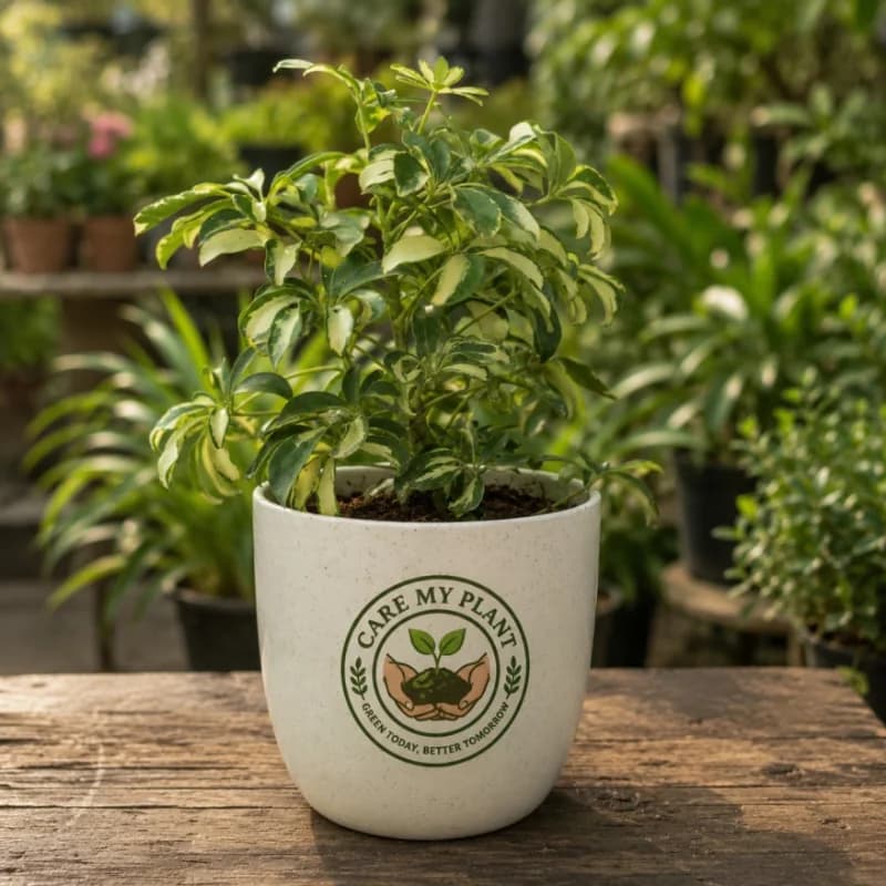 Variegated Schefflera