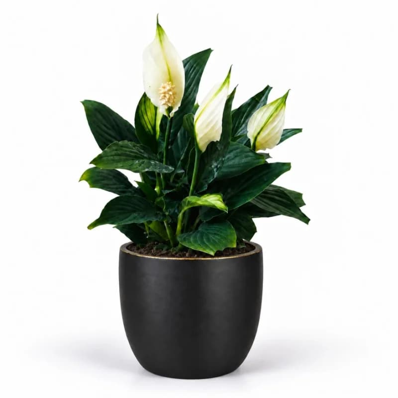 Peace Lily
