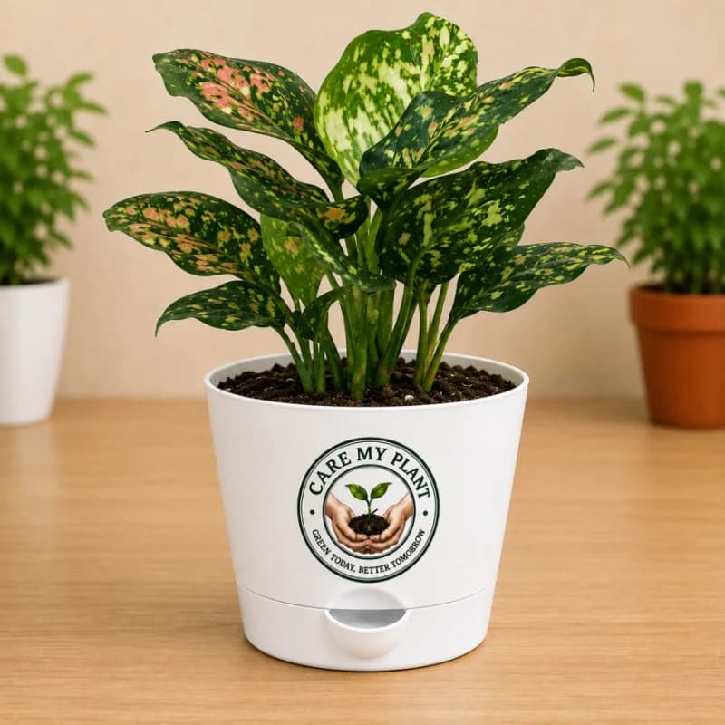 Aglaonema Tricolor Plant