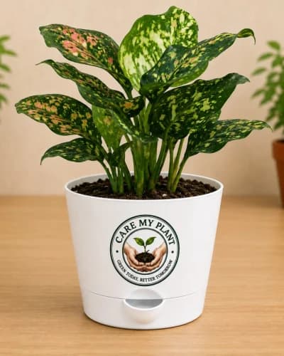 Aglaonema Tricolor Plant