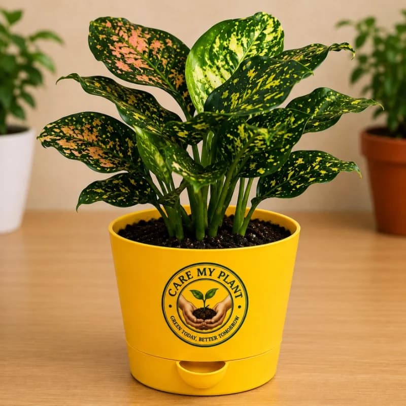 Aglaonema Tricolor Plant