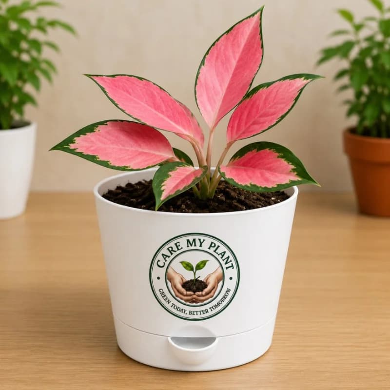 Aglaonema China Red