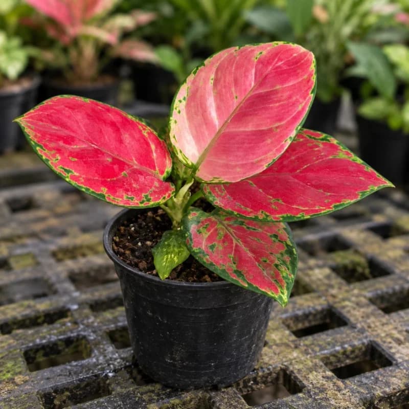 Aglaonema Red Valentine