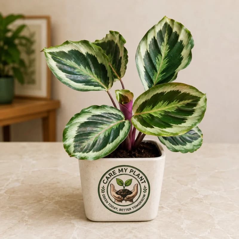 Calathea Roseopicta Marion