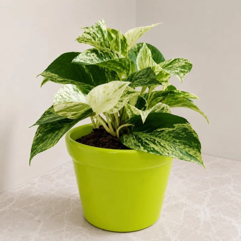Marble Money Plant