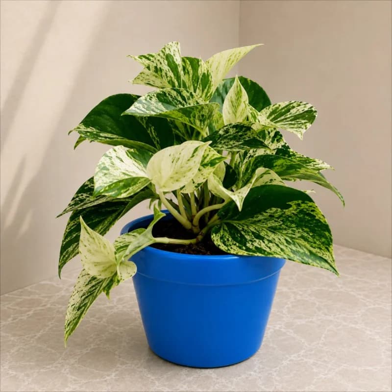 Marble Money Plant