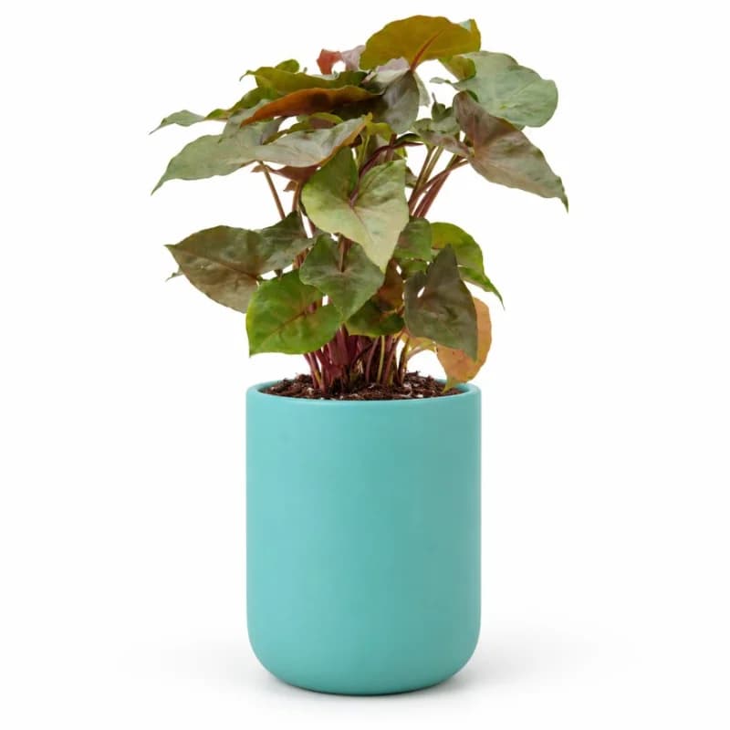 Syngonium Mirabel Plant