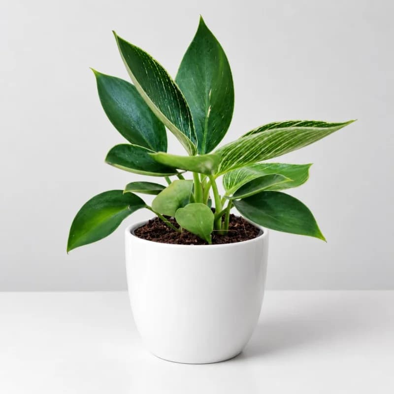Philodendron Birkin