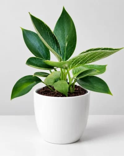 Philodendron Birkin