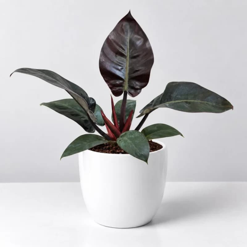 Philodendron Black Cardinal