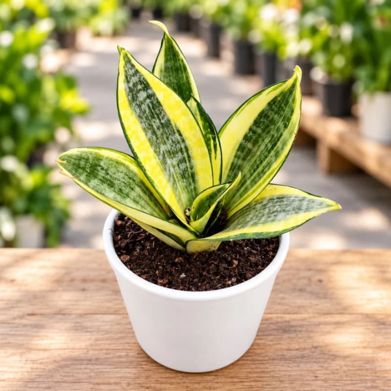 Golden Hahnii Snake Plant