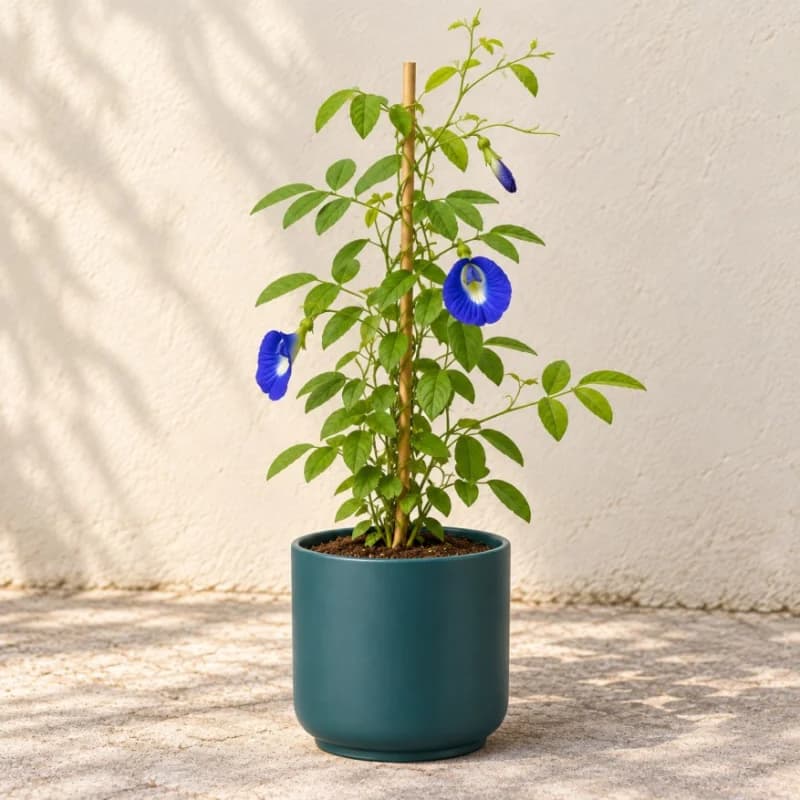Aparajita