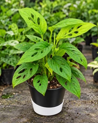 Monstera Adansonii