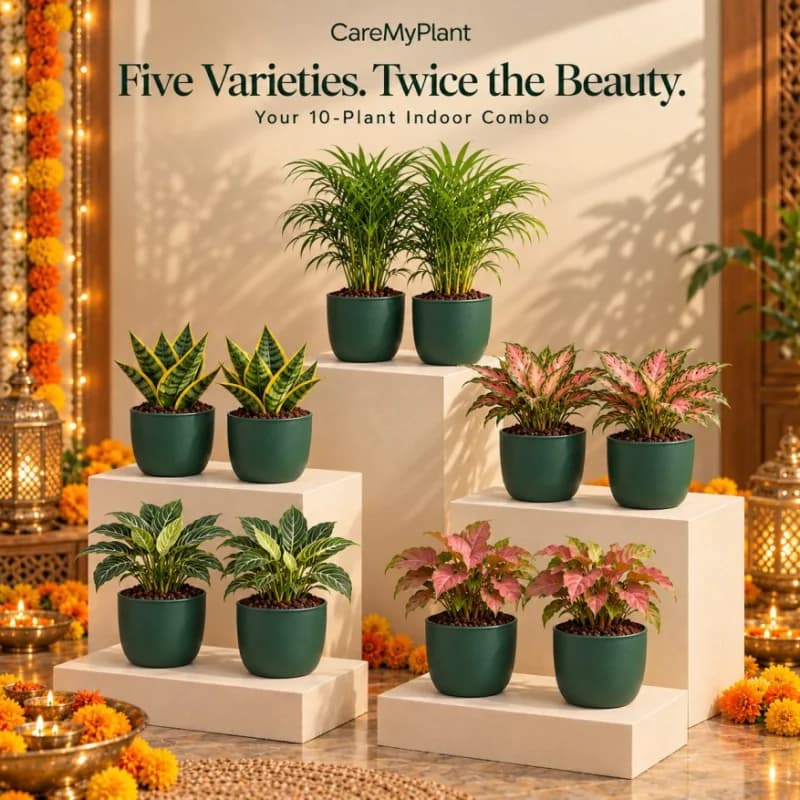CareMyPlant Diwali Greens 🪔🌿