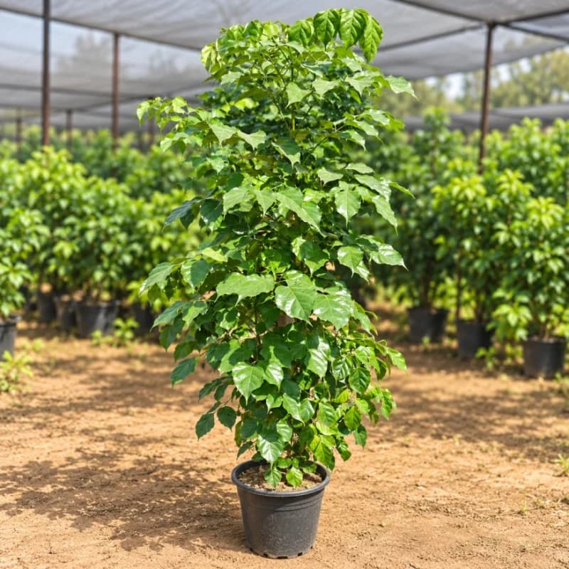 Red Machira
