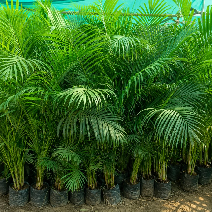 Areca Palm