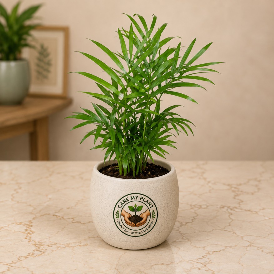 Bamboo Palm