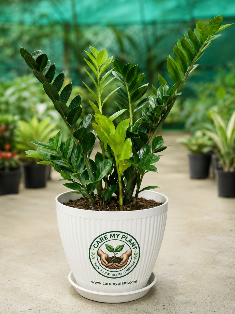 ZZ Plant