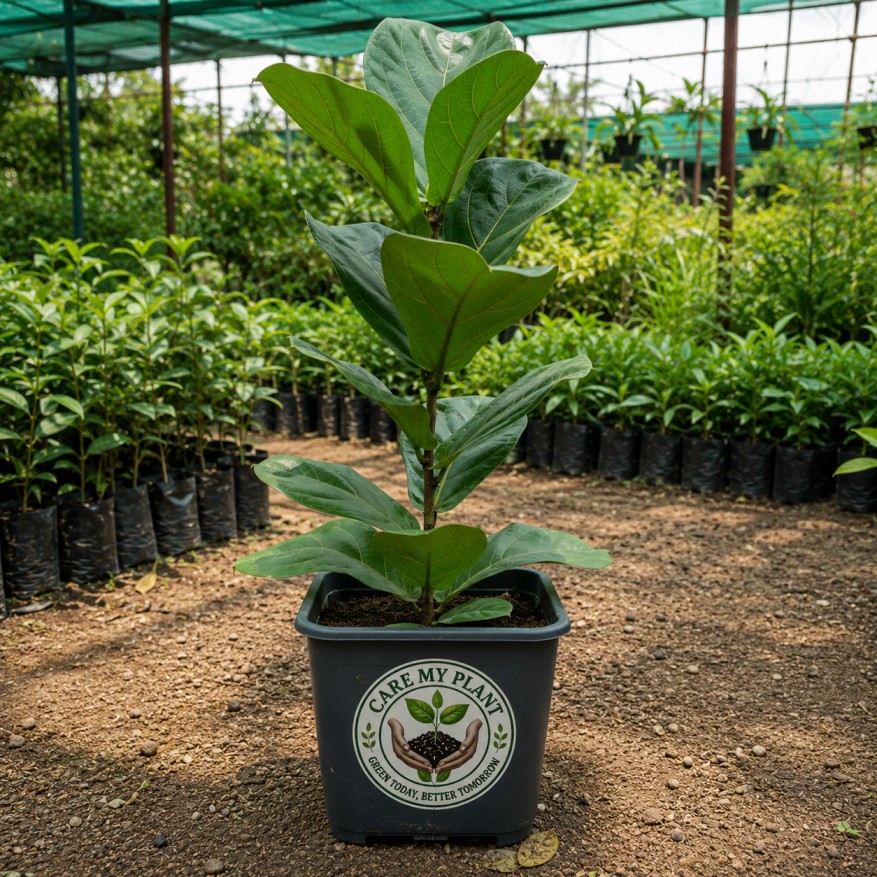 Fiddle Leaf Fig