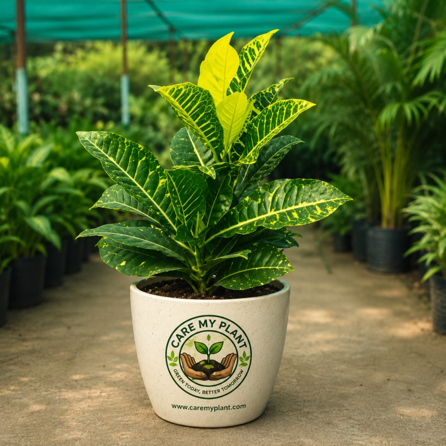 Croton Petra