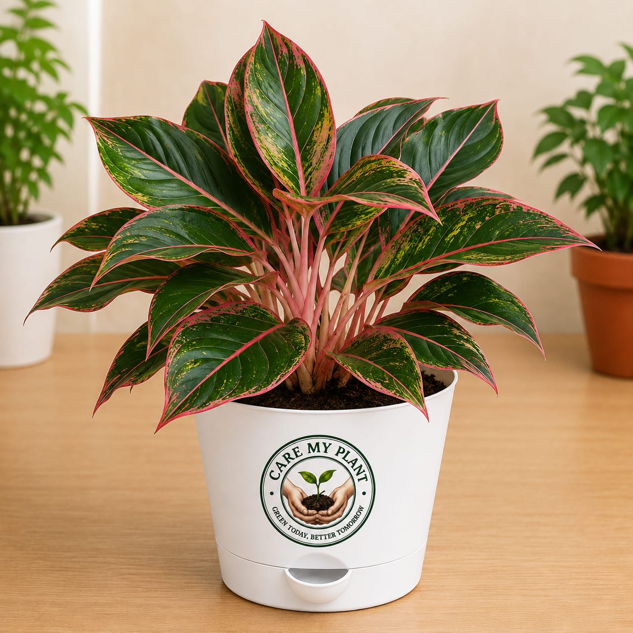 Aglaonema Red Lipstick