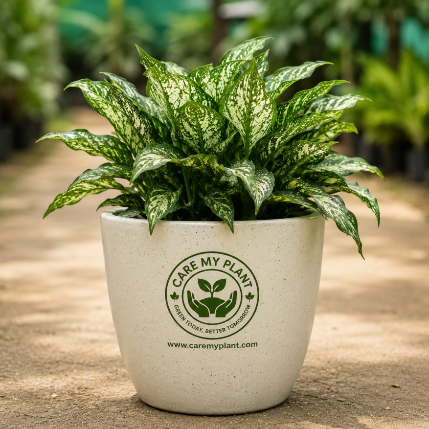 Aglaonema 'Snow White'