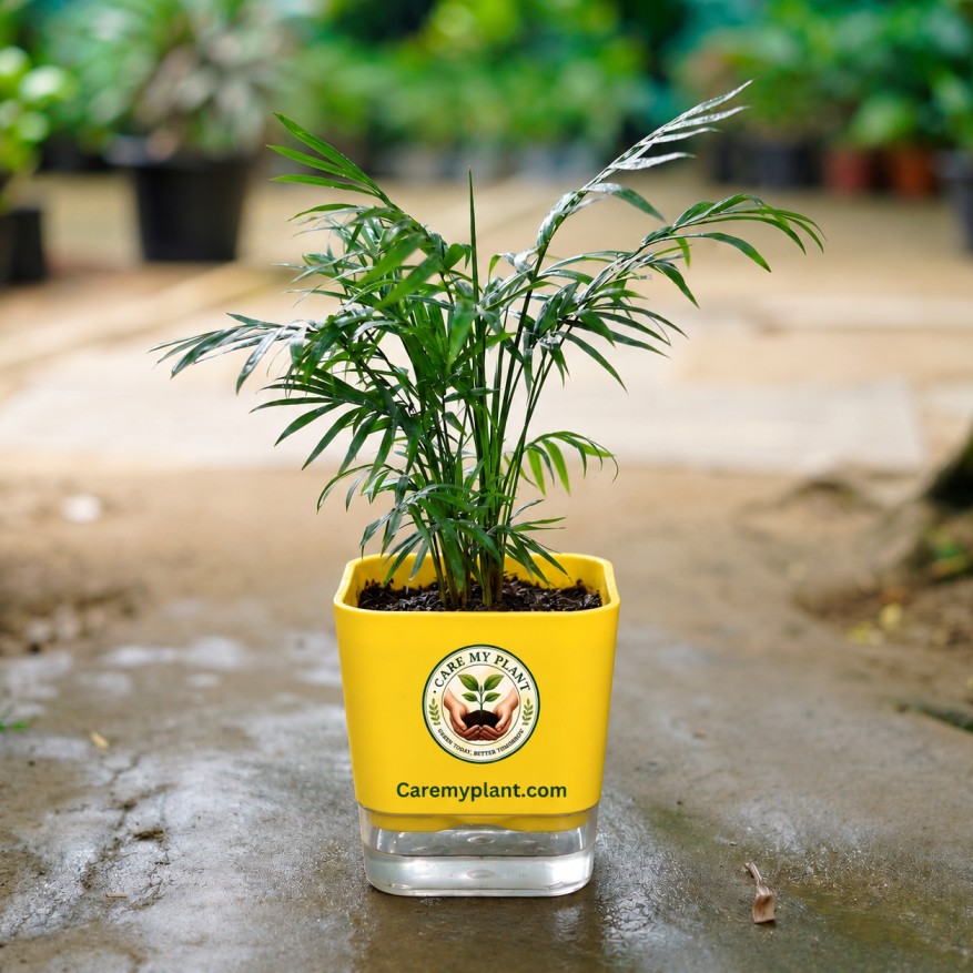 Parlor Palm
