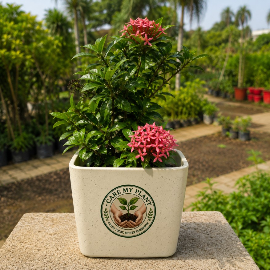 Ixora